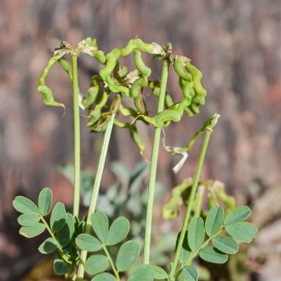 Hippocrépide à Toupet /Fer à Cheval  - Leaderplant