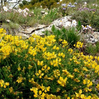 Hippocrépide à Toupet /Fer à Cheval  - Leaderplant