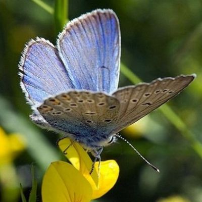 Hippocrépide à Toupet /Fer à Cheval  - Leaderplant