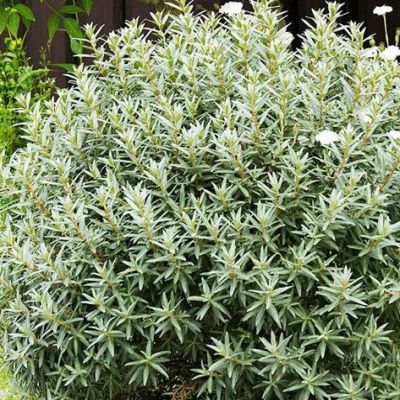 Argousier mâle Hikul - Leaderplant