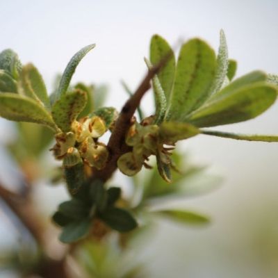 Argousier mâle Hikul - Leaderplant