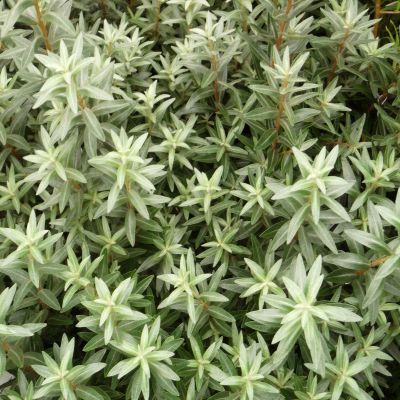 Argousier mâle Hikul - Leaderplant