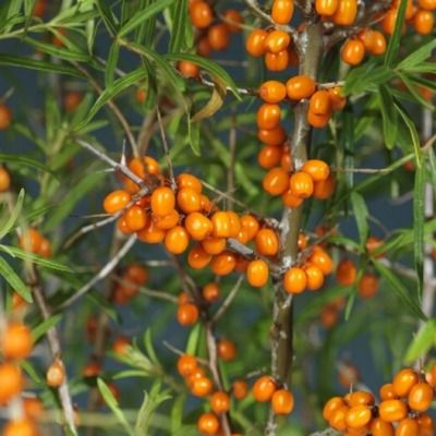 Argousier femelle Julia - Leaderplant