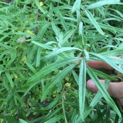 Argousier femelle Julia - Leaderplant