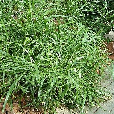 Plante ruban - Muehlenbeckie plate - Homalocladium - Leaderplant