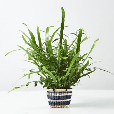 Plante ruban - Muehlenbeckie plate - Homalocladium - Leaderplant