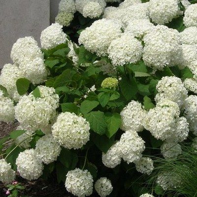 Hortensia arbustif  Annabelle - Leaderplant