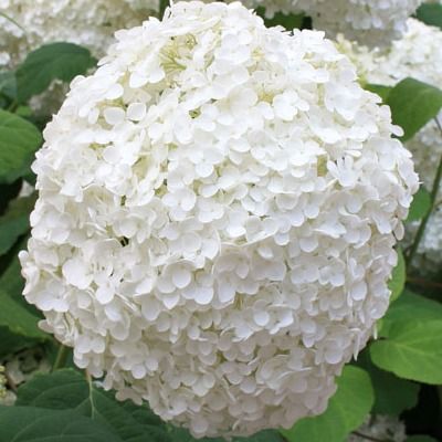 Hortensia arbustif  Annabelle - Leaderplant