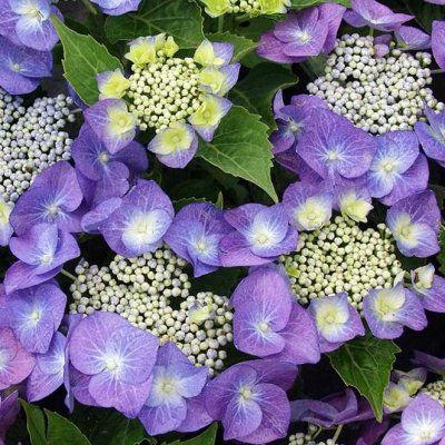 Hortensia Blaumeise - Leaderplant
