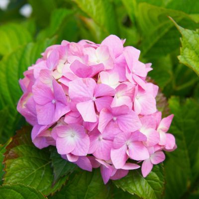 Hortensia Bouquet Rose - Leaderplant
