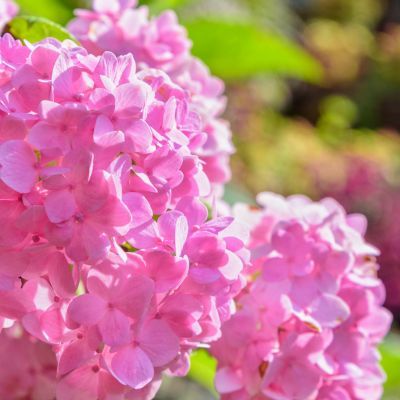 Hortensia Bouquet Rose - Leaderplant