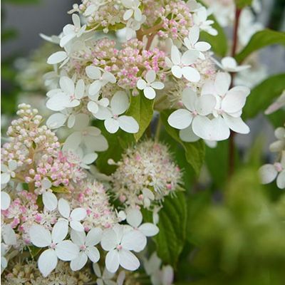 Hortensia paniculé Confetti ® - Leaderplant