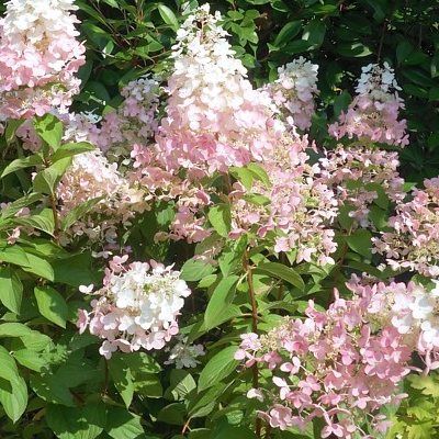 Hortensia paniculé Confetti ® - Leaderplant