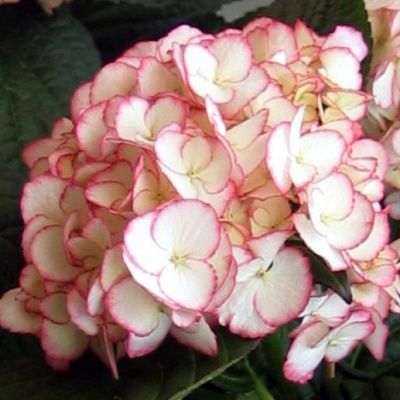 Hortensia 'Dutch Ladies Sabrina' ® - Leaderplant