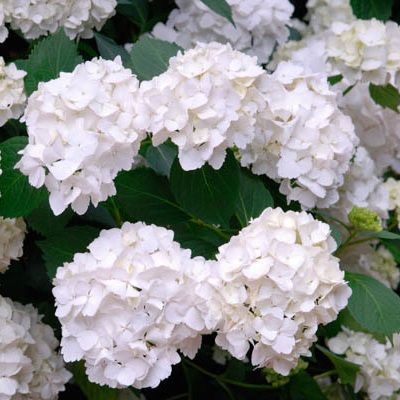 Hortensia Mme E. Mouillère en mini-motte - Leaderplant