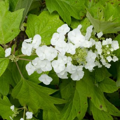 Hortensia à feuilles de chêne - Leaderplant