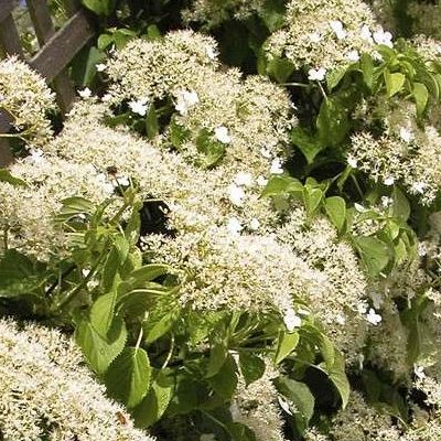 Hortensia persistant grimpant - Leaderplant
