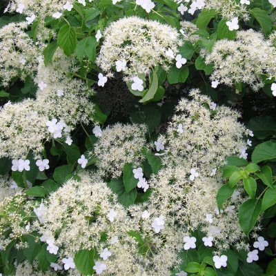 Hortensia grimpant - Leaderplant