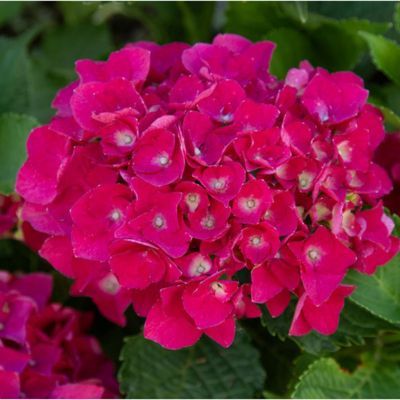 Hortensia Julisa - Leaderplant