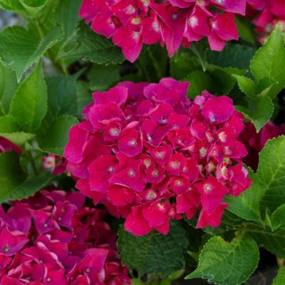 Hortensia Julisa - Leaderplant