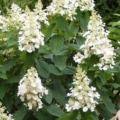 Hortensia paniculé Kyushu - Leaderplant