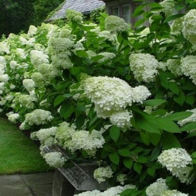 Hortensia paniculé Limelight ®  - Leaderplant