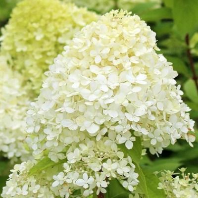 Hortensia paniculé Limelight ®  - Leaderplant