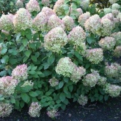 Hortensia paniculé Limelight ®  - Leaderplant