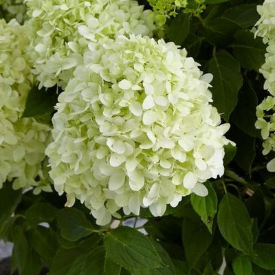 Hortensia paniculé nain Little Spooky ® - Leaderplant