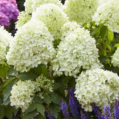 Hortensia paniculé nain Little Spooky ® - Leaderplant