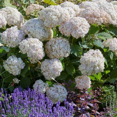 Hortensia arbustif Marshmallow ® CandyBelle ® - Leaderplant