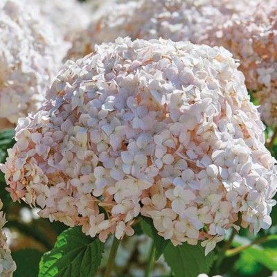 Hortensia arbustif Marshmallow ® CandyBelle ® - Leaderplant
