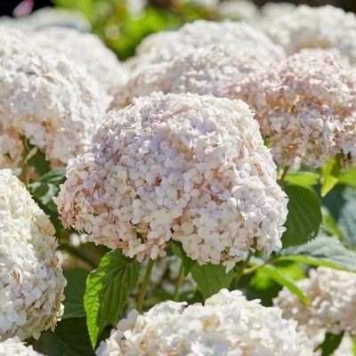 Hortensia arbustif Marshmallow ® CandyBelle ® - Leaderplant