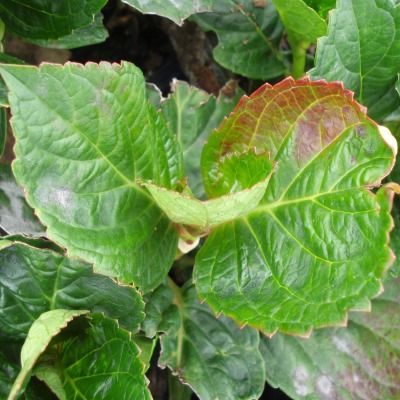 Hortensia 'Merveille Sanguine' - Leaderplant