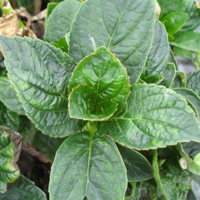 Hortensia 'Merveille Sanguine' - Leaderplant