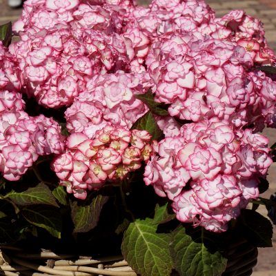 Hortensia Miss Saori ® en mini-motte - Leaderplant
