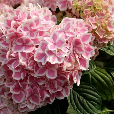 Hortensia 'Peppermint' ® - Leaderplant