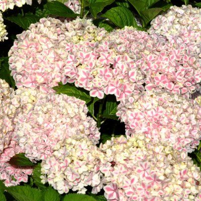 Hortensia 'Peppermint' ® - Leaderplant