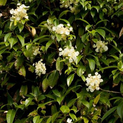 Hortensia persistant grimpant - Leaderplant