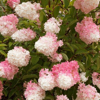 Hortensia paniculé Pink Diamond - Leaderplant