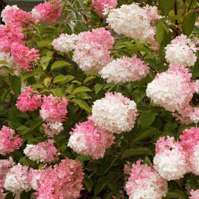 Hortensia paniculé Pink Diamond - Leaderplant