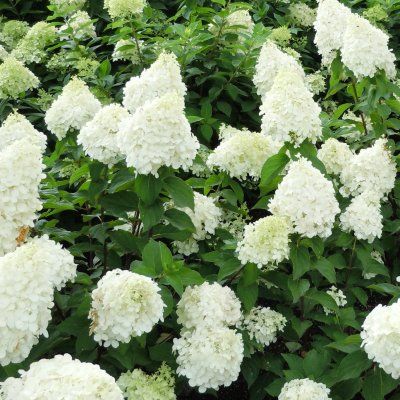Hortensia paniculé Polar Bear ®  - Leaderplant