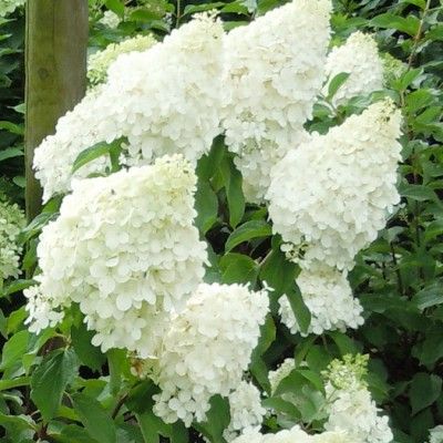 Hortensia paniculé Polar Bear ®  - Leaderplant