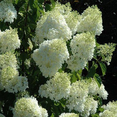 Hortensia paniculé Silver Dollar - Leaderplant
