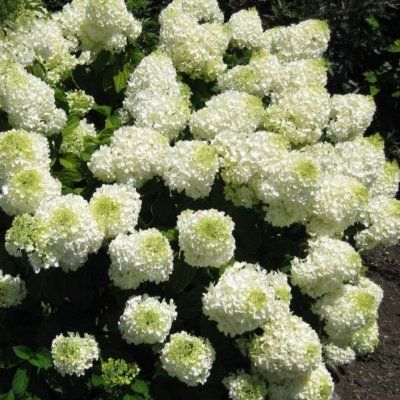 Hortensia paniculé Silver Dollar - Leaderplant