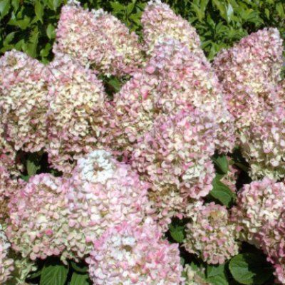 Hortensia paniculé Silver Dollar - Leaderplant