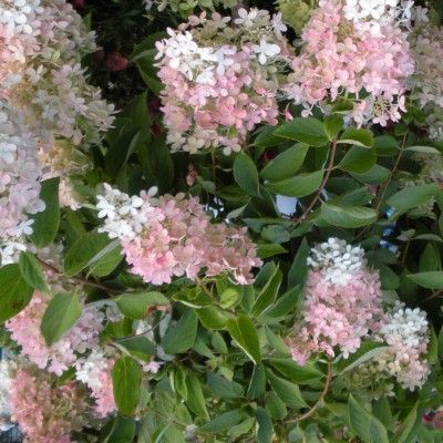Hortensia paniculé Unique ® - Leaderplant