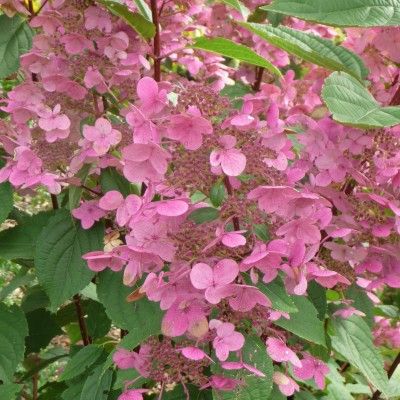 Hortensia paniculé Wim's Red ® - Leaderplant
