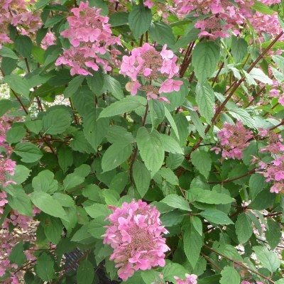 Hortensia paniculé Wim's Red ® - Leaderplant