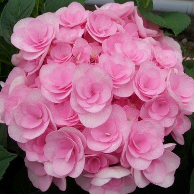 Hortensia You & Me Love ® - Leaderplant